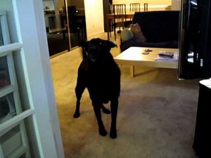 Black Lab Howl - Call of the Wild...