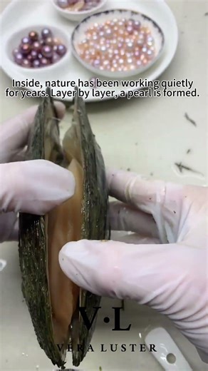 Open a Pearl Oyster – The Moment a Natural Pearl Appears 🦪✨ #pearl #luxuryjewelry #pearlearrings