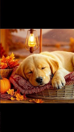 Healing Music for Dogs 🐶💖Relaxing Music for Calm and Happy Dogs 🐕 #dogmusic