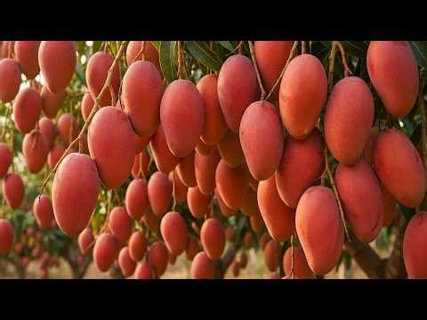 Giant Australian Mango Farming Process | From Planting to Harvest | Modern Agriculture