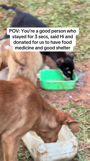 ‼️🩸🆘❗️➡️👇👇👇 They’re not greedy… they’re just hungry. Those big bellies aren’t from too much food — they’re from sickness and worms. Today they eat. Tomorrow, we’re not sure. But one kind heart can change everything. If you stayed, you care. If you care, you can help us fight for their lives. 🐾❤️ #R#RescueDogsA#AdoptDontShopD#DogLoversA#AnimalRescueKindHearts