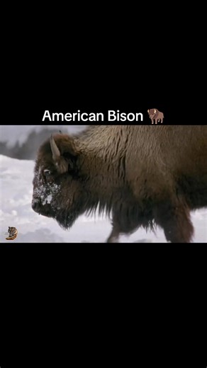 American Bison, #wildanimals #wildlife #documentary #trending #foryou
