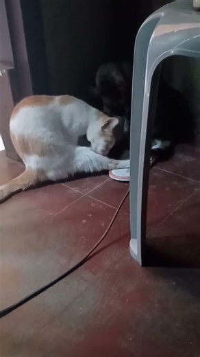 Caring each other #straycat #shortsfeed