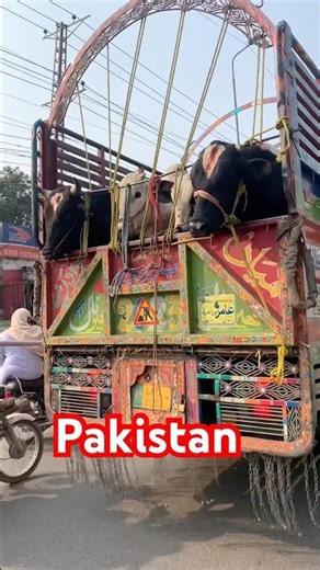 Pakistan Loading Style Qurbani Ke Janwar #youtubeshorts #trending #love #viral #shorts #fyp #reels