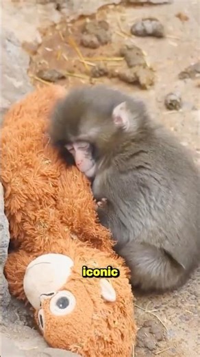 Update: Punch the Baby Monkey and his IKEA Toy (Full Story)