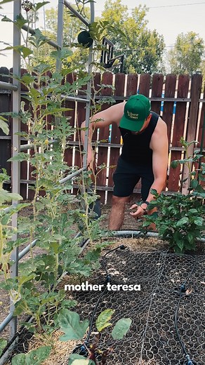 Seeing big green beetles in your garden? Whether it’s fig eater beetles or green June bugs, here’s what you need to know, and why they’re not Japanese beetles. Fig eater beetles (Cotinis mutabilis) are super common here in Southern California. Green June bugs (Cotinis nitida), their Eastern and Southeastern cousins, show up in similar ways: metallic green, clumsy fliers, and destructive feeders. Both can cause problems in organic gardens. The adults go after soft fruits like figs, grapes, peache