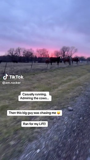 Cows Chasing People in Fun Animal Challenge