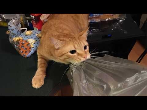 You Will Die Laughing At These FUNNIEST CATS of 2026 🤣