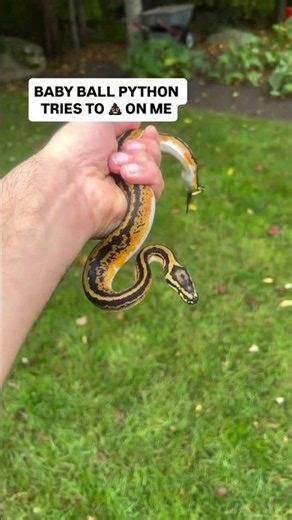 Baby Ball Python Tries to 💩 on me😳