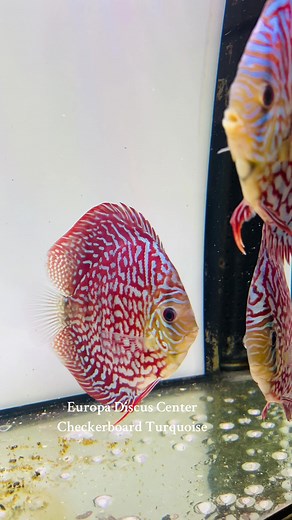 41 reactions | EuropaDiscusCenter on Reels | Facebook