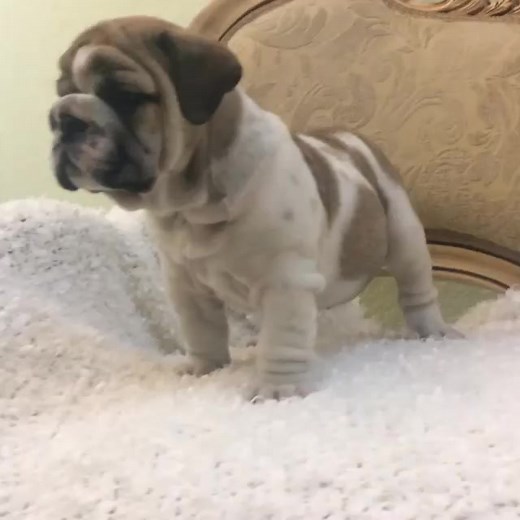 Maggie is also open for adoption 🏡 🙌 #pets #pet #dogs #petsofinstagram #dog #dogsofinstagram #animals #cats #cute #love #petstagram #puppy #cat #doglover #doglovers #catsofinstagram #instadog #dogstagram #petlovers #dogoftheday #animal #instagram #doglife #puppylove #of #catlover #puppies #catstagram #ilovemydog #PetShopping | English Bulldog Puppies-REHOMING