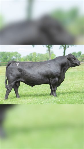 One of the most versatile and well-rounded genetic packages available in the Angus breed today, 7AN797 YON DISCIPLINE. DISCIPLINE’s fault-free and breed-leading EPD profile offers tremendous birth to yearling spread, with the added convenience traits of DOC, HP, PAP, HS and foot quality. | Select Sires Beef