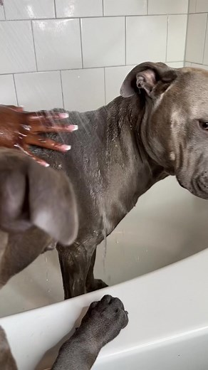 713K views · 31K reactions | Dog Bath Time Routine Once Every 2-3 Weeks 﫧 #dogsofinstagram #cutedogs #dogbath #bath #doggrooming #grooming #pitbull #pitbullsofinstagram #relaxing #satisfying #asmr #asmrsounds #viral #explore #nightroutine #morningroutine | reignstormpit | Facebook