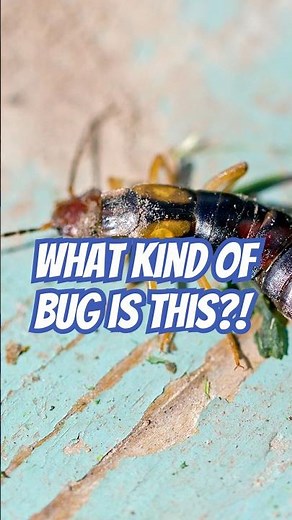 Earwigs: How to ID this Bug | DoMyOwn.com