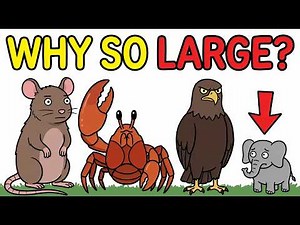 Why Islands Turn Animals Into Giants?