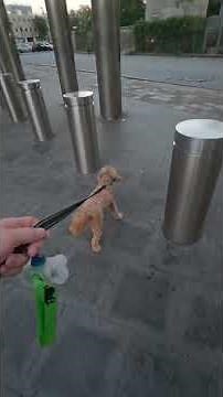 A little about the Staten Island Ferry and the Battery (park)