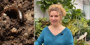 J’ai des insectes dans la terre de mes plantes! - Mjardiner