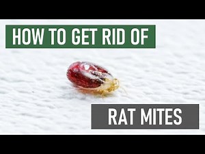 How to Get Rid of Tropical Rat Mites on Pet Rats