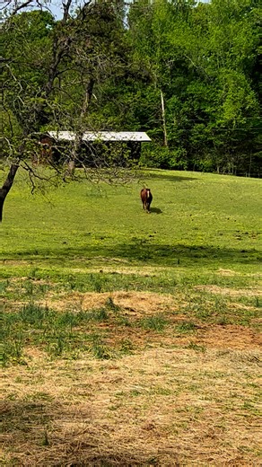 Thank you Easter Bunny 🐇. Clover 🍀 akways comes running when she sees me. She loves apples 🍎 | Deb Bovard
