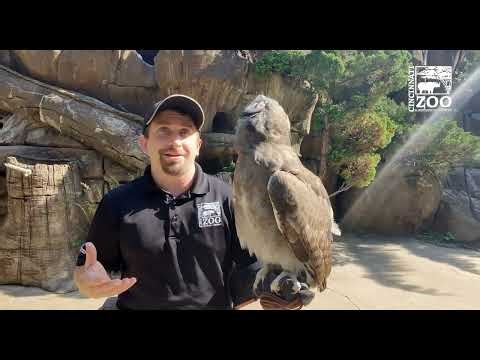 Training Eagle Owl Ori for the Wings of Wonder - Cincinnati Zoo