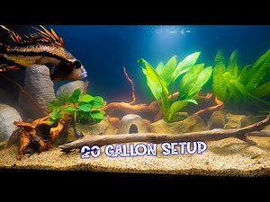 Easy Low Maintenance Planted 20 Gallon Aquarium