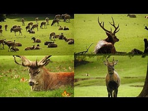 Woburn Abbey Deer Park