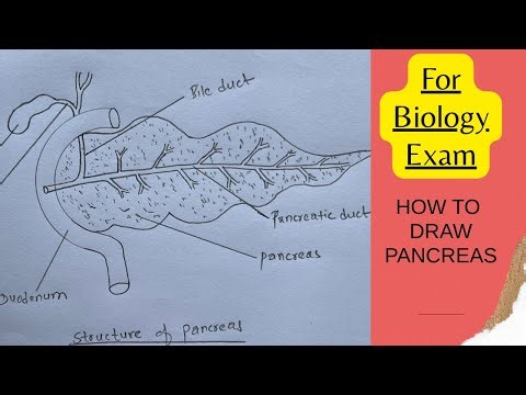 How to draw PANCREAS || Digestive System || Easy way