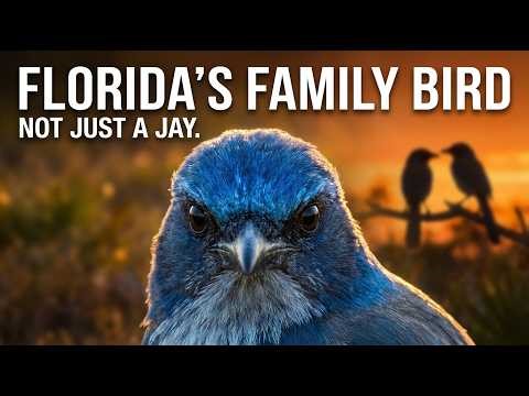 Why the Florida Scrub Jay Is One of America’s Most Fascinating Birds