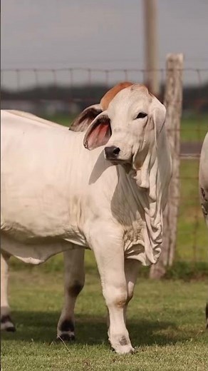 ELITE Brahman Heifers #cow #champion #cattle #V8 #breeding #cowboys #brahman #ranch #rancho #cows