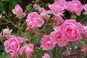 THE plant to combine with roses to prevent powdery mildew death - Netmums