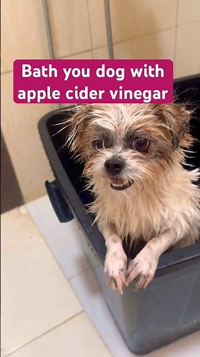 Start bathing your dog with apple cider vinegar.
