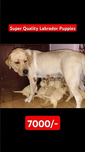 Labrador puppies for sale - 89787 35938