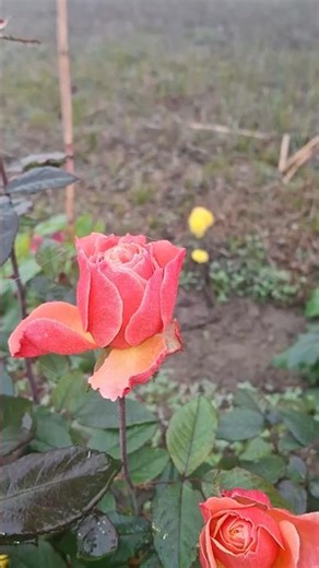 Beautiful flowers 🌹🌹🌹 #Shorts #ViralVideo #Trending #flowers #gulab #love #pyar #beautiful #rose