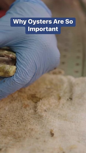 Wild oysters are not just for eating, they're also essential to the environment — and they're vanishing. While farmers can artificially fertilize oysters for eating, the decline of wild oysters means some places may find it more difficult to fight off erosion and pollution. #oysters #seafood #wildlife #environment #businessinsider | Business Insider