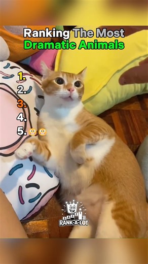 Ranking The Most Dramatic Animals #ranking #animals #dramatic