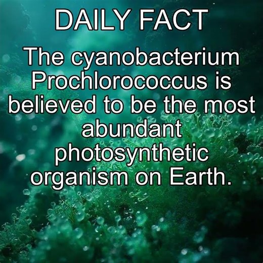 The cyanobacterium Prochlorococcus is believed to be the most abundant photosynthetic organism on...