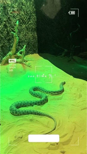 Welcome to Dubai Safari Park 🦁 #dubai #zoo#tiger #lion#elephant #animals#animalsinheaven #viralvideo