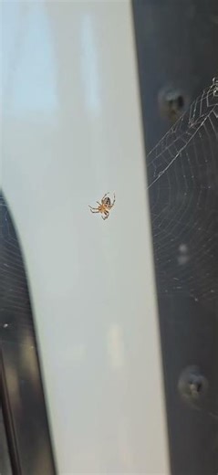 Baby Arachne Day 3 - I really screwed up #arachne
