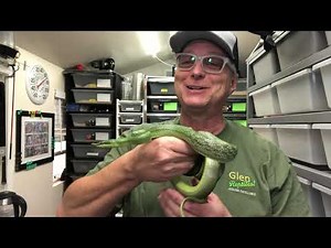 My Collection: Asian Rat Snakes