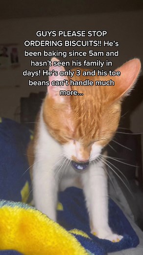 Adorable Cat Making Biscuits Meme