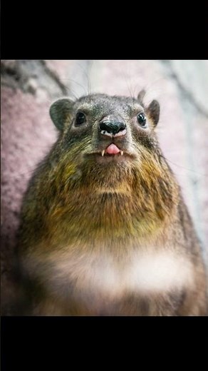 Hyrax - Cuteiest Animal You'll Ever Seen