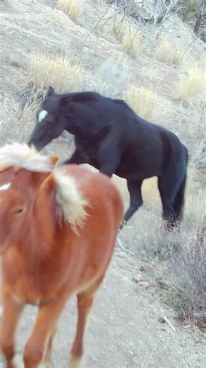 Yellowstone on the Range: Teeter, Lloyd and Colby #coloradowildhorses #horse #wildhorsesgallery