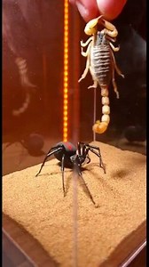 981K views · 10K reactions | Venom Meets Venom In this chilling...