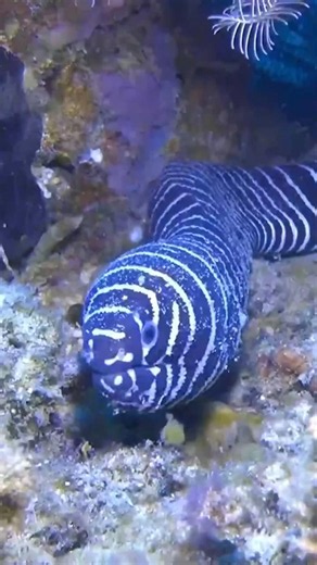 The Zebra Moray is very DANGEROUS and COLORFUL