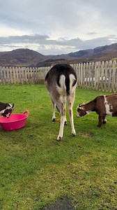 A wee Christmas song for all the single ladies 😃 | Clydesdales on the Croft