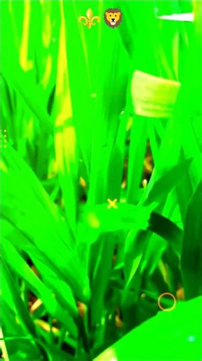 farming 🌾 blogger templates #kisan #farming #reelsvideo #video #vuralvideo