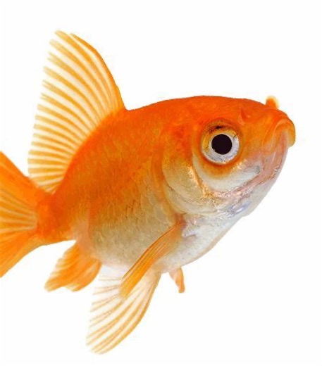 rip to ur fish fr #edmondx #edmondxbeatbox #fishedit #rip #jugg audio from @*ੈ✩‧₊˚Maša*ੈ✩‧₊˚ @◠◠ quinn .ᐟ ₊ @_💫🍁🍂~♪♡Dihnis♡♪~🍂🍁💫_ @edmondx