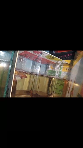 #fypシ #fypシ゚viral🖤tiktok #bettafish #bettabreeder #foryoupage