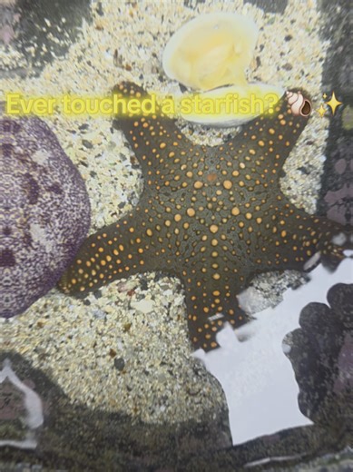 Interacting with Starfish: A Unique Ocean Experience