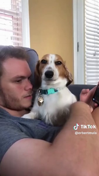 Dog acts like there’s a human inside